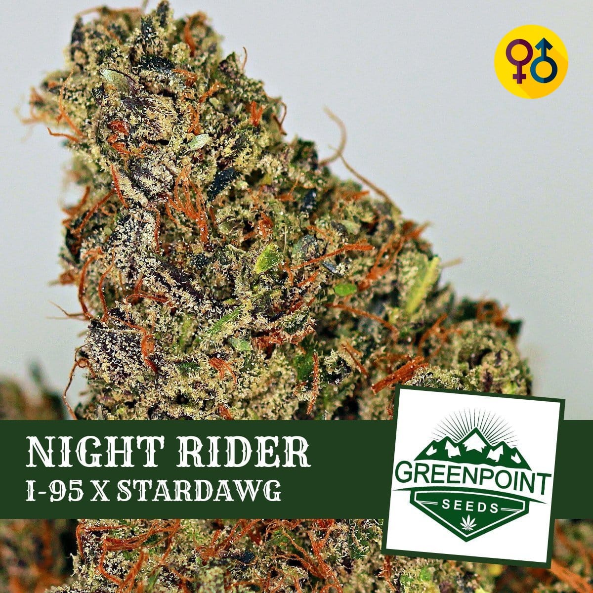 An image of Night Rider
