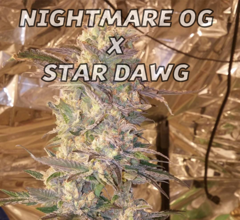 An image of Nightmare OG x Star Dawg