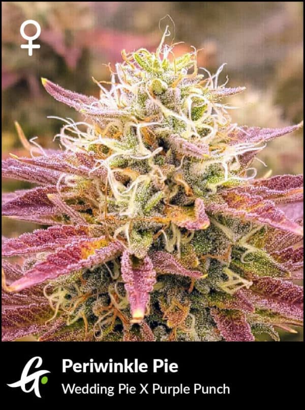 An image of Periwinkle Pie