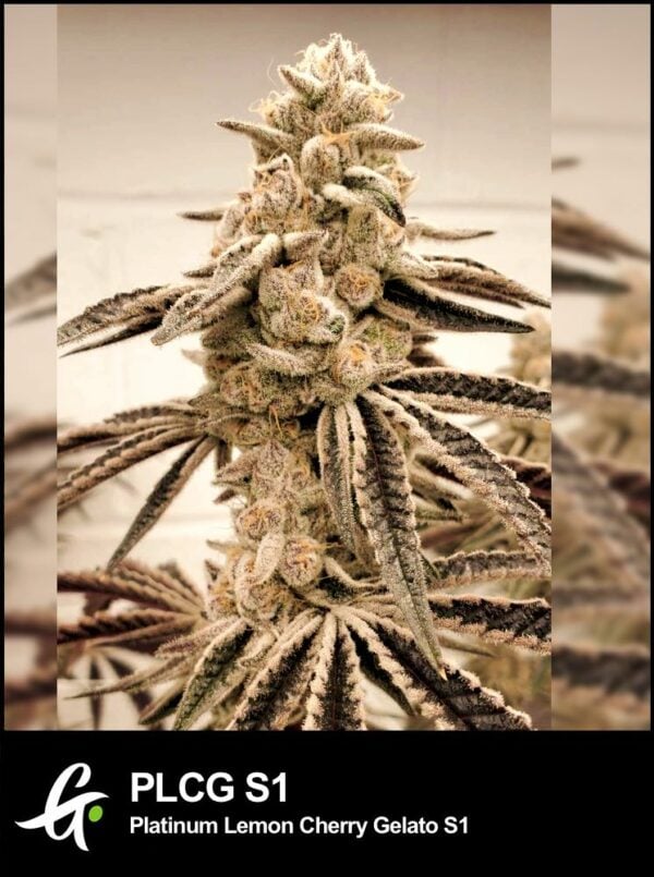 An image of Platinum Lemon Cherry Gelato S1