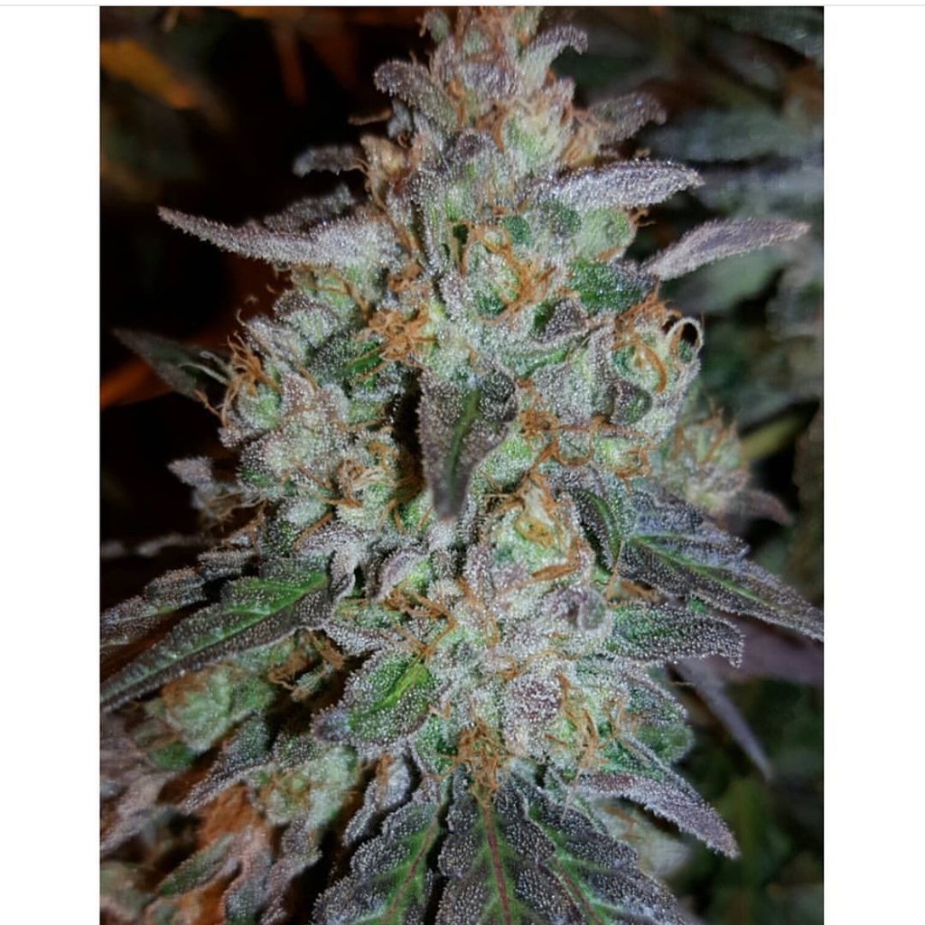 An image of Purple Badlands