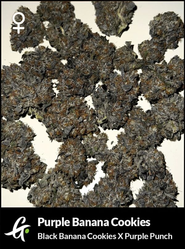 An image of Purple Banana Cookies