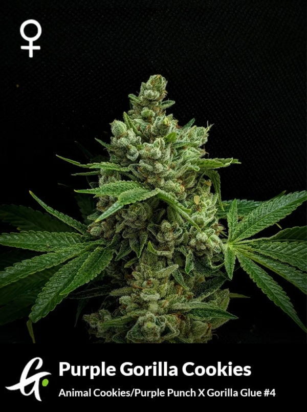 An image of Purple Gorilla Cookies