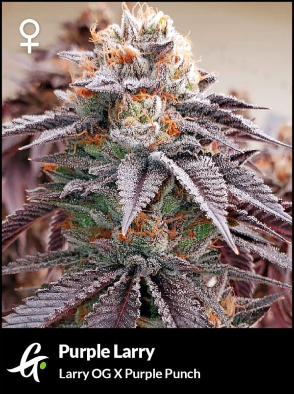 An image of Purple Larry