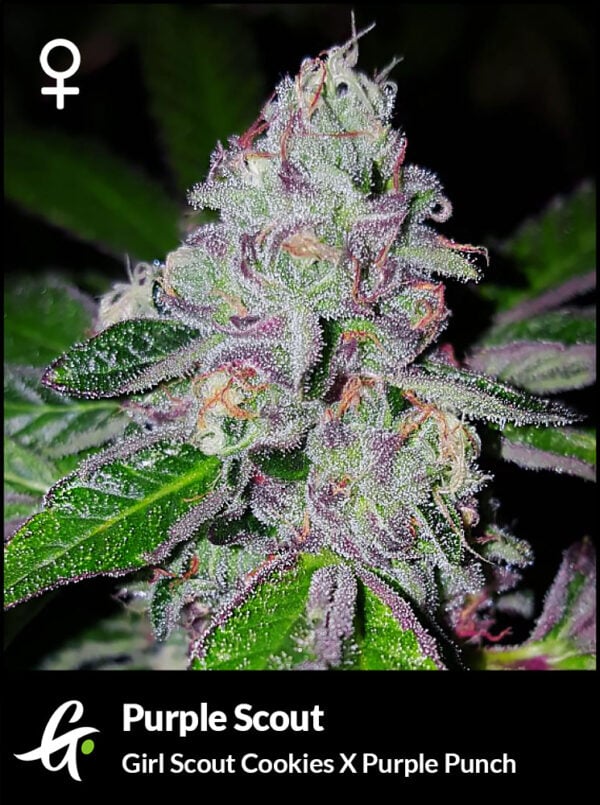 An image of Purple Scout