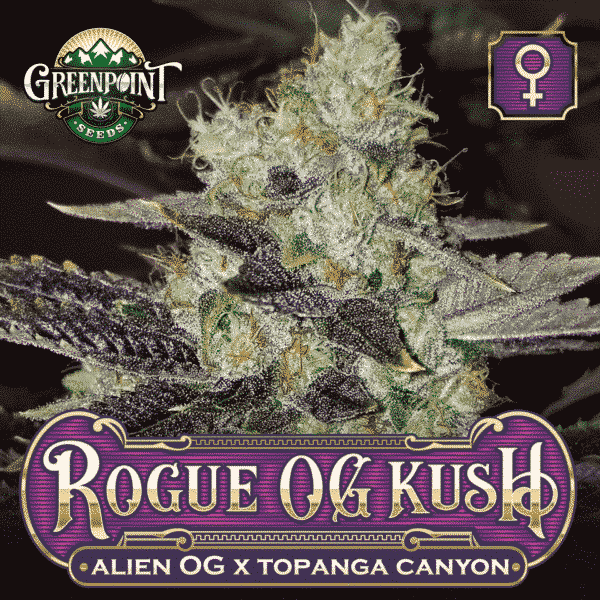 An image of Rogue OG Kush
