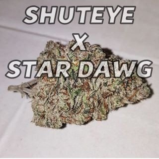 An image of Shuteye x Star Dawg