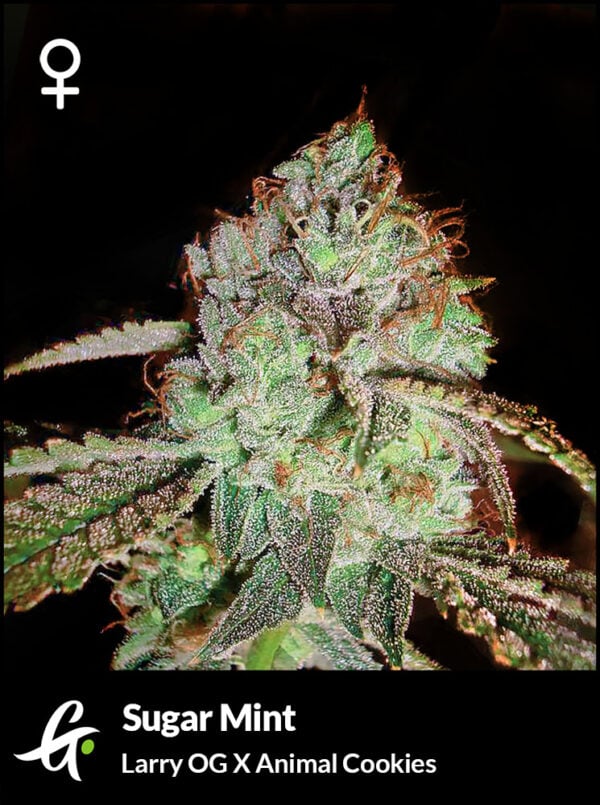 An image of Sugar Mint