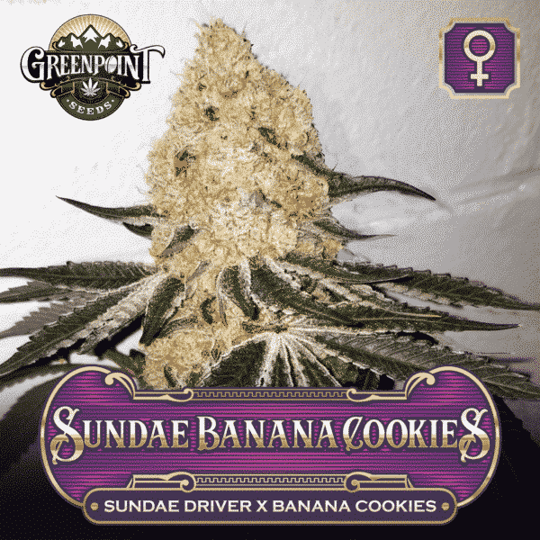 An image of Sundae Banana Cookies