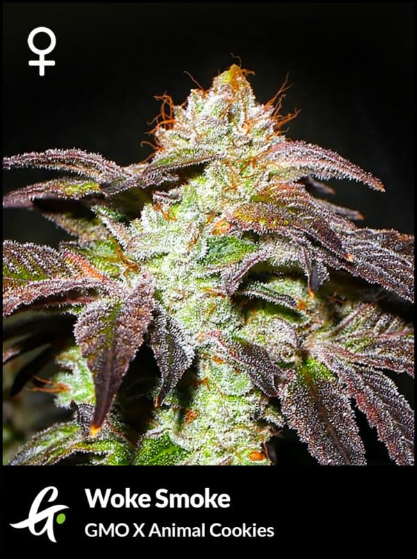 An image of Woke Smoke