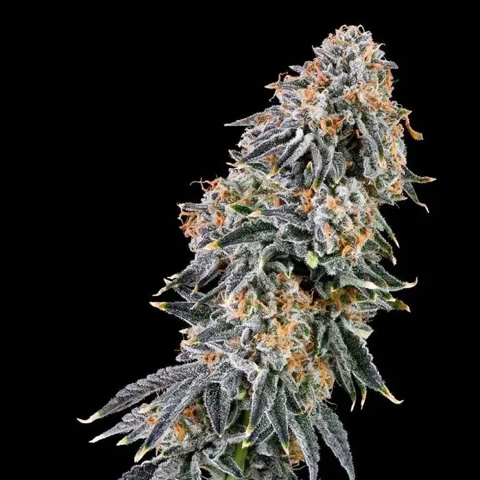 An image of Rainbow Fuel