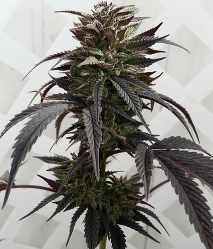 An image of Sour Mendo Bomb