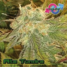 An image of Ata Tundra