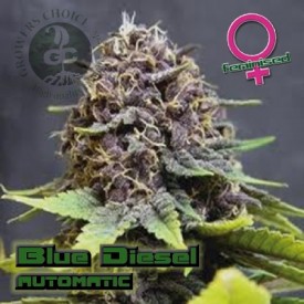 An image of Blue Diesel Autoflowering