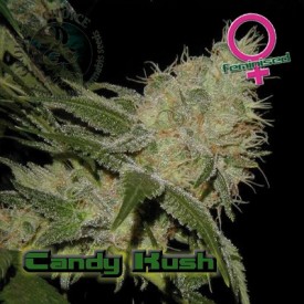 An image of Candy Kush