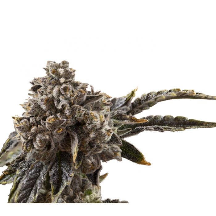 An image of Chocolate Sherbet