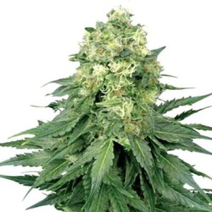 An image of Cinderella 99 Automatic