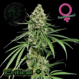 An image of Critical+