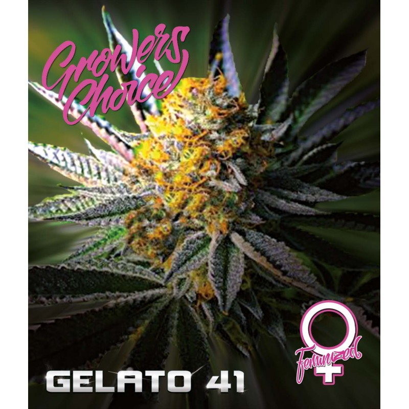 An image of Gelato 41