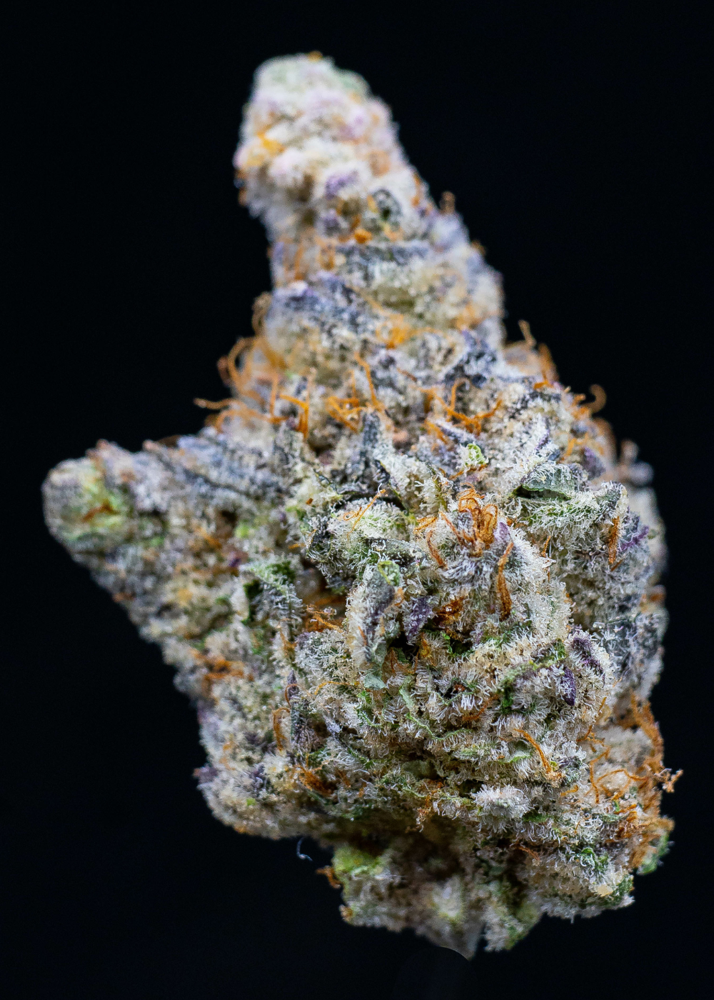 An image of Mimosa Gusher