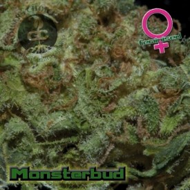 An image of Monsterbud