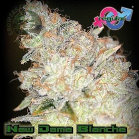 An image of New Dame Blanche