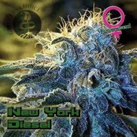 An image of New York Diesel