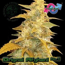 An image of Original Afghani No1