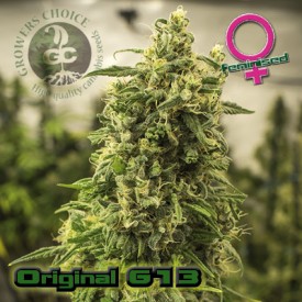 An image of Original G13 Haze
