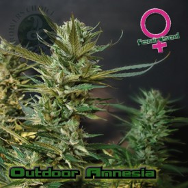 An image of Outdoor Amnesia