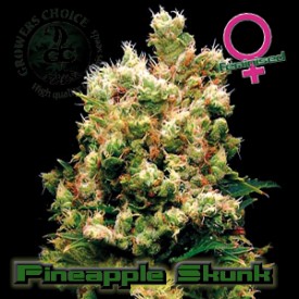 An image of Pineapple Skunk
