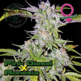 An image of Pink Diesel Amnesia Autoflowering