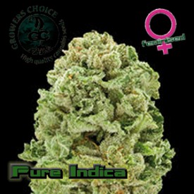 An image of Pure Indica