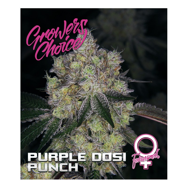 An image of Purple Dosi Punch