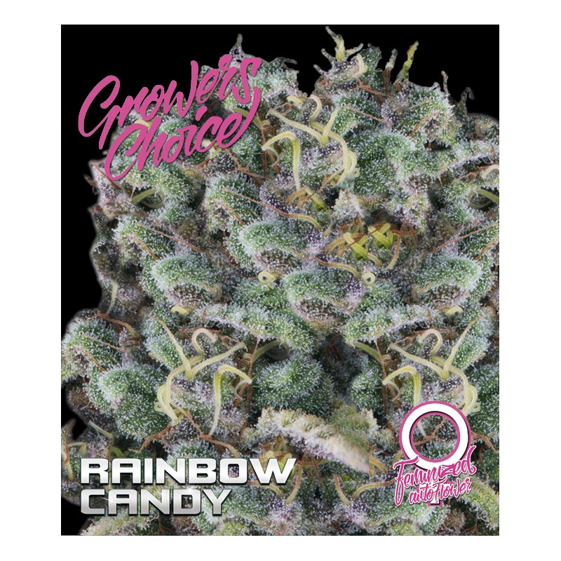 An image of Rainbow Candy Autoflowering