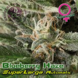 An image of Superlarge Blueberry Haze Auto