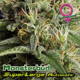 An image of Superlarge Monsterbud Autoflowering