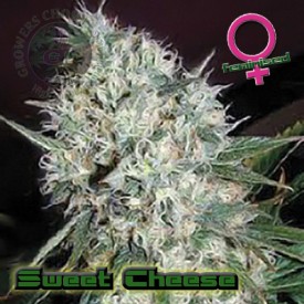An image of Sweet Cheese