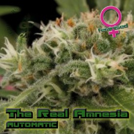 An image of The Real Amnesia Autoflowering