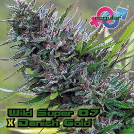 An image of Wild Super 07 x Danish Gold