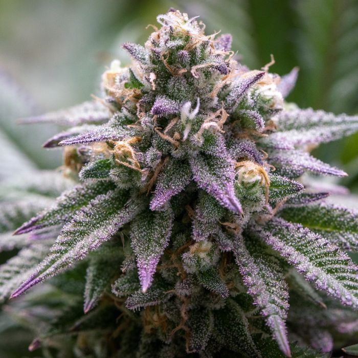 An image of Ultra Violet GMO