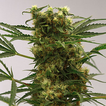 An image of Big Bud