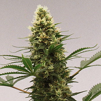 An image of California Orange Bud