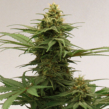 An image of Growi Original Haze