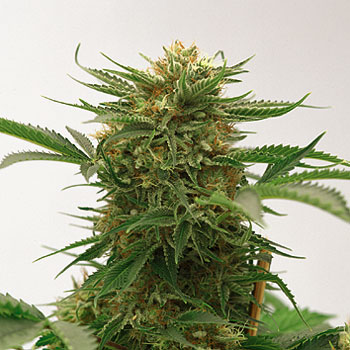 An image of Northern Light Shiva