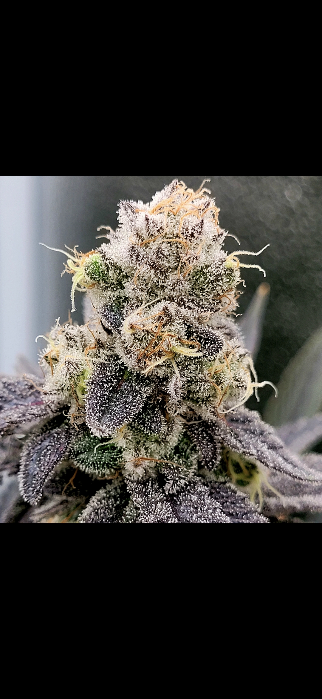 An image of VVS Truffle