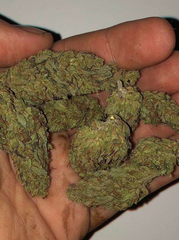 An image of Dynamite