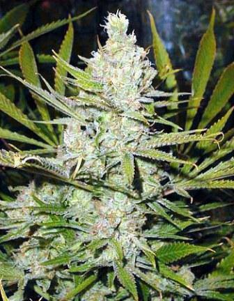 An image of Amnesia