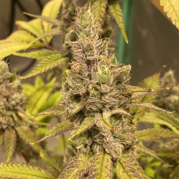 An image of Chimera x White Larry