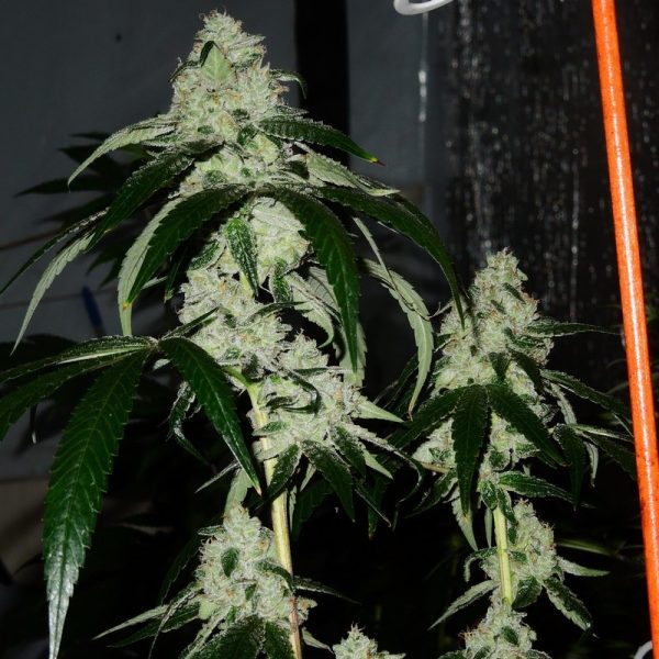 An image of Destiny f1 x Appalachian Super Skunk